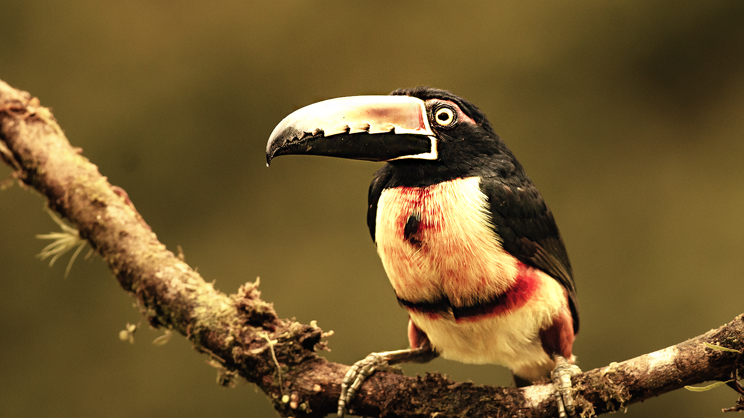 Collared Aracari